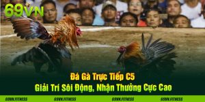 Đá Gà Trực Tiếp C5 - Giải Trí Sôi Động, Nhận Thưởng Cực Cao